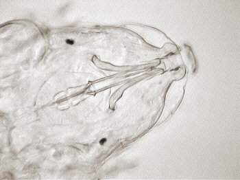 [ Tardigrade (tardigrada) during moulting ]